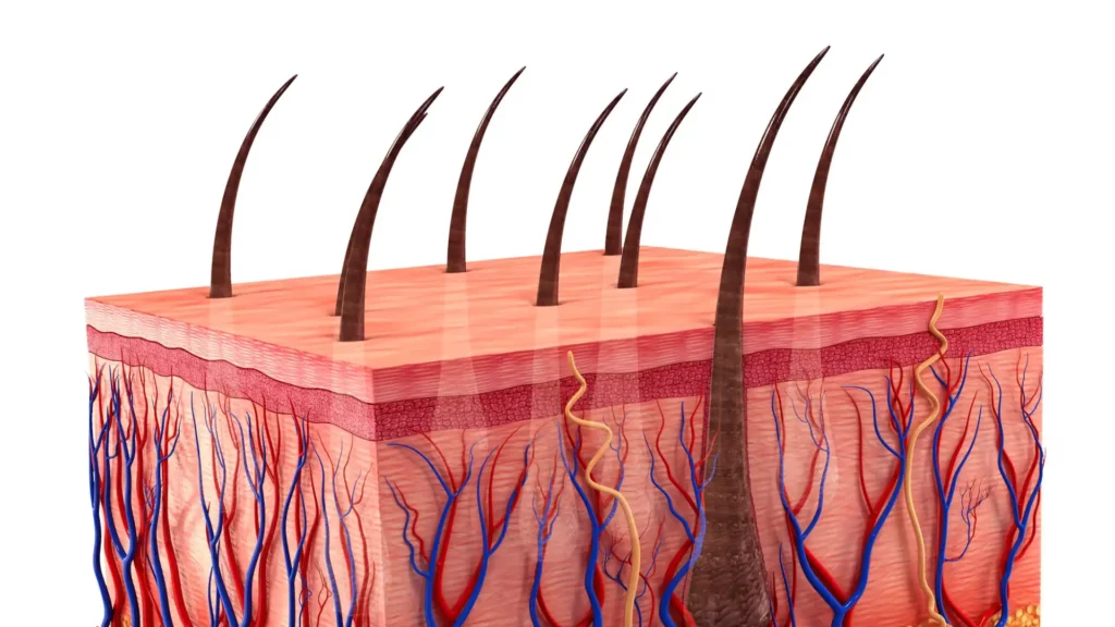 Understanding Hair Loss- Portofino Aesthetic Clinic